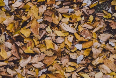 秋天树叶覆盖地面
